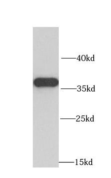 MRPL1 Antibody