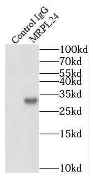 MRPL24 Rabbit Polyclonal Antibody