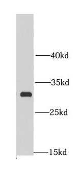 MRPL28 Antibody