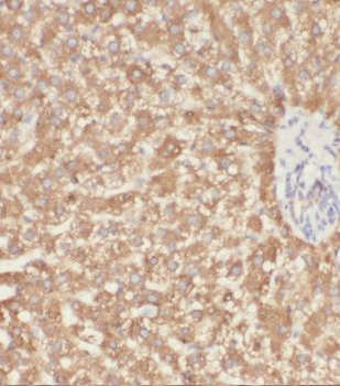 MRPL38 Rabbit Polyclonal Antibody