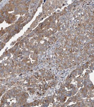 MRPL44 Rabbit Polyclonal Antibody