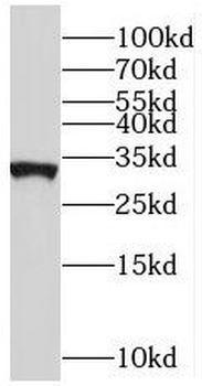 MRPL46 Rabbit Polyclonal Antibody