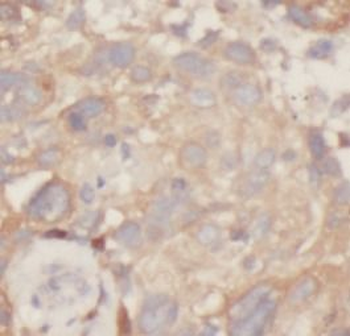 MRPL53 Rabbit Polyclonal Antibody