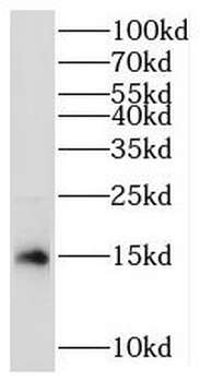 MRPS17 Antibody