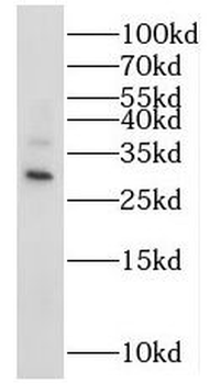 MRPS18B Antibody