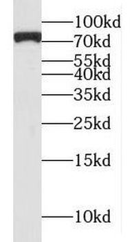 MTA2 Antibody