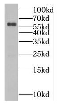 MTF2 Antibody
