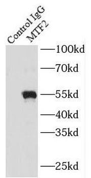 MTF2 Rabbit Polyclonal Antibody