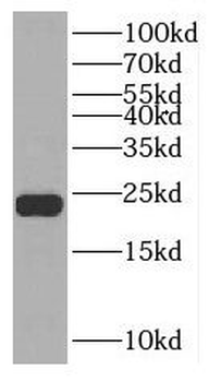 NUDT1 Antibody