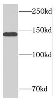 MTR Antibody