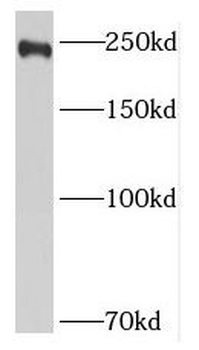 MUC4 Antibody