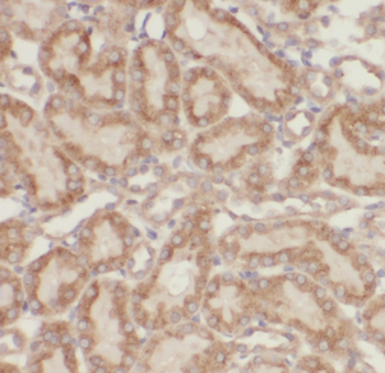 MUL1 Rabbit Polyclonal Antibody