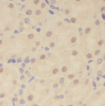 MUS81 Antibody