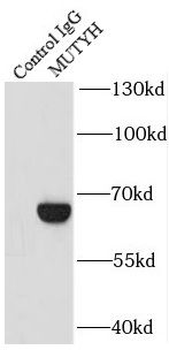 MUTYH Rabbit Polyclonal Antibody