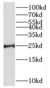 MXD1 Antibody