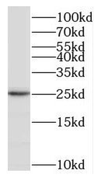 MXD1 Antibody