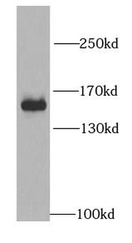 MYBBP1A Antibody