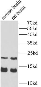 MBP Antibody