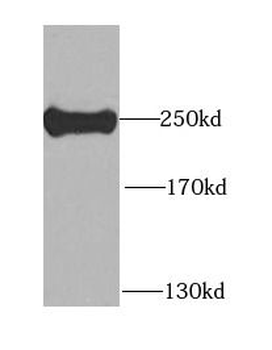 MYH9 Antibody