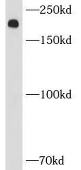 MYH9 Antibody