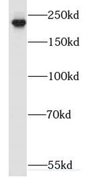 MYH9 Antibody