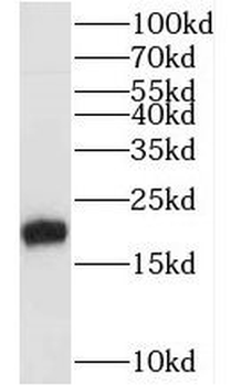 MYL12B Antibody