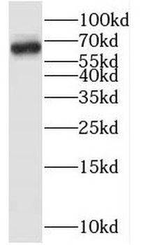 MYLK2 Antibody
