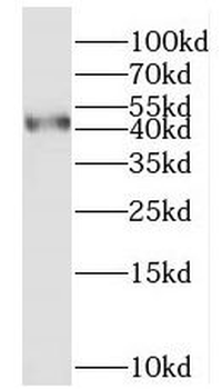 MYLK4 Antibody