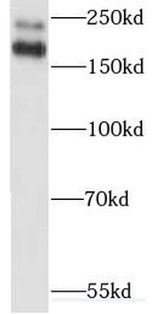 MYO18A Antibody