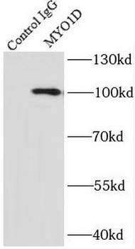 MYO1D Rabbit Polyclonal Antibody