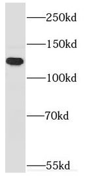 MYO1E Antibody