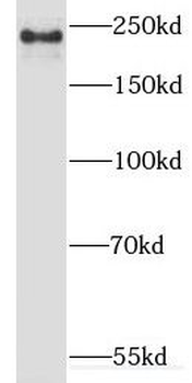 MYOF Antibody
