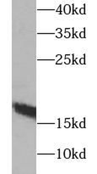 MB Antibody