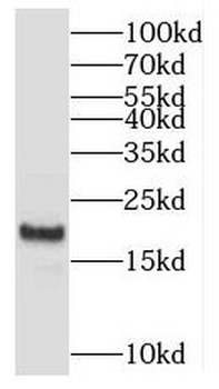 MYL2 Antibody