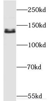 PPP1R12A Rabbit Polyclonal Antibody