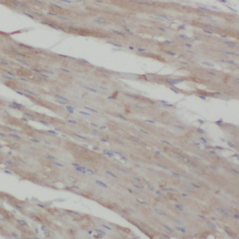 PPP1R12A Rabbit Polyclonal Antibody