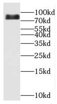 KAT7 Antibody