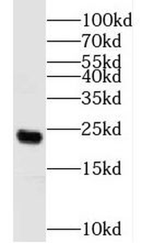 N6AMT1 Antibody