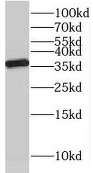 NAPB Antibody