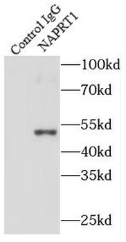 NAPRT Rabbit Polyclonal Antibody