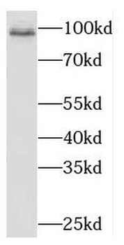 NAA16 Antibody