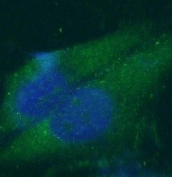 NAT1 Rabbit Polyclonal Antibody