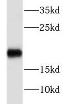 NBL1 Antibody