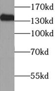 NBR1 Antibody