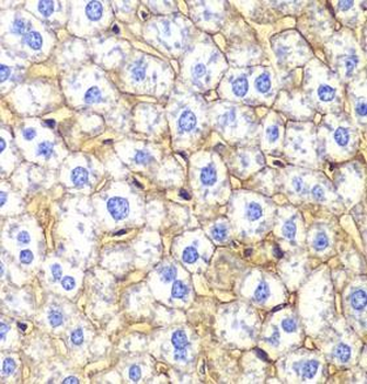 CDH2 Rabbit Polyclonal Antibody