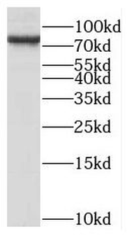 NCAPH Antibody