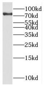 NCKIPSD Antibody