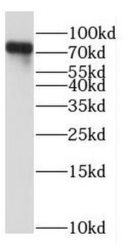 NDC80 Antibody