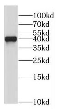 NDEL1 Antibody