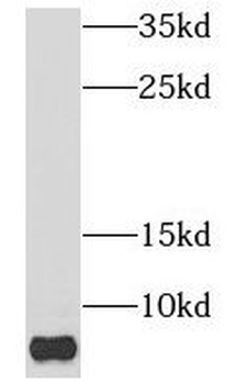 NDUFB1 Antibody